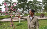 Anh đào Nhật Bản nở hoa, rực rỡ khoe sắc tại Hà Nội